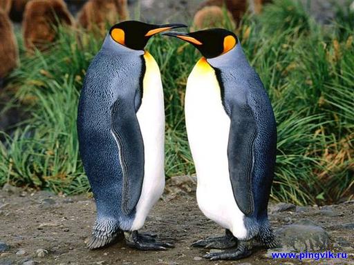 Обо всем - Ах, эти милые пингвины!