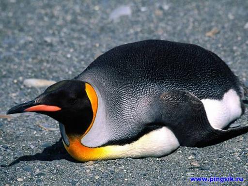 Обо всем - Ах, эти милые пингвины!